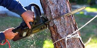 Lodi, CA Tree Removal Company