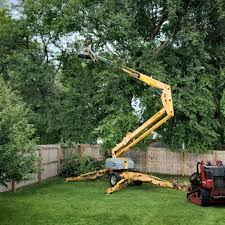 Best Arborist Consultation Services  in Lodi, CA