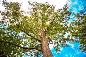 Organic Lawn Care Solutions in Lodi, CA