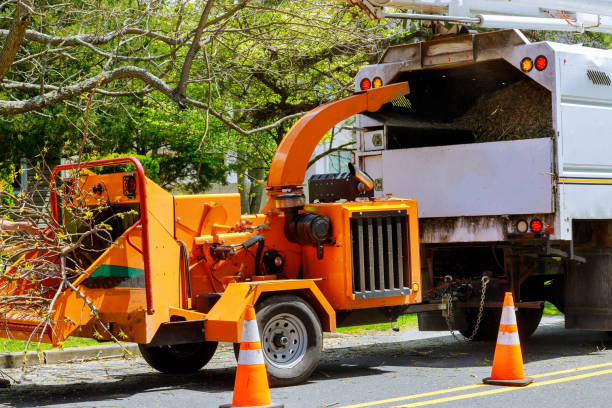 Best Seasonal Cleanup (Spring/Fall)  in Lodi, CA