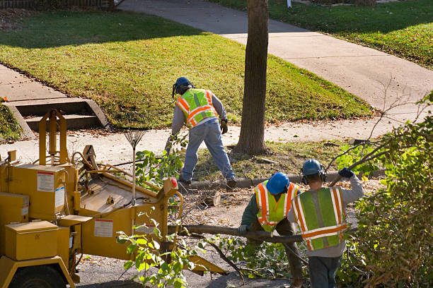 Best Tree Removal  in Lodi, CA