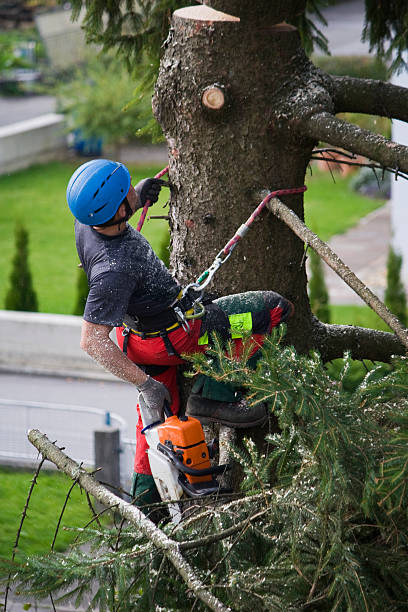 Best Lawn Mowing  in Lodi, CA