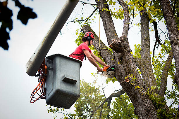 How Our Tree Care Process Works  in  Lodi, CA