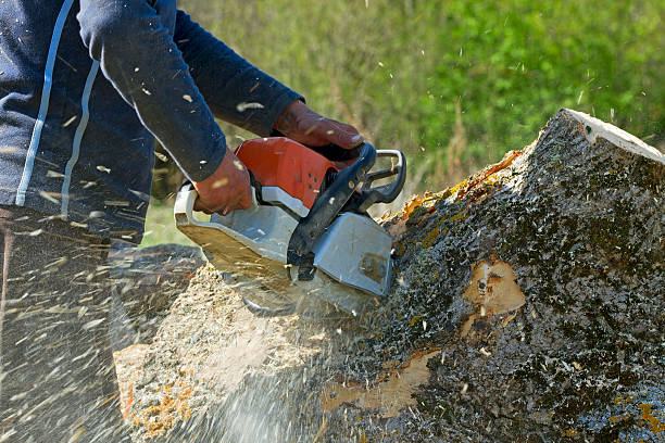 Best Tree Risk Assessment  in Lodi, CA