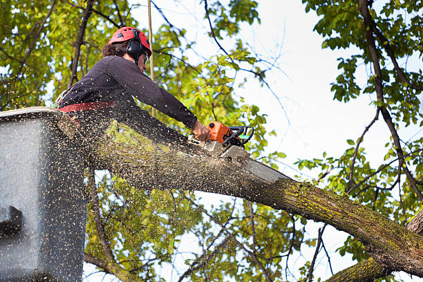 Best Tree Trimming and Pruning  in Lodi, CA